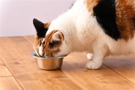 女主人喂猫咪吃冻干高清图片下载-正版图片501996254-摄图网