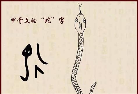蛇的由来 ，“蛇”字的汉字由来与演变，蛇是自然界真正让人打心底恐惧的存在 - 闪电鸟