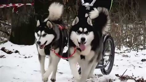关于雪橇犬的电影，这几部你都看过吗-搜狐大视野-搜狐新闻