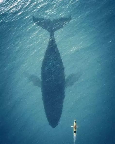 世界上最孤独的鲸鱼__Elio_-站酷ZCOOL