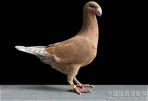 世上最漂亮的鸽子 - 微文周刊