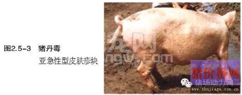120张猪病图片，诊断养猪场43种疾病-辈宠网