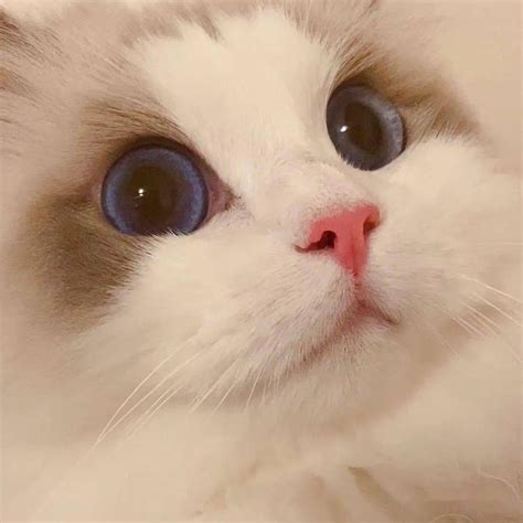 非主流萌宠头像
