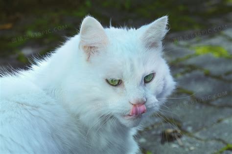 可爱的白色猫咪图片-蓝色背景下的白色的可爱宠物猫素材-高清图片-摄影照片-寻图免费打包下载