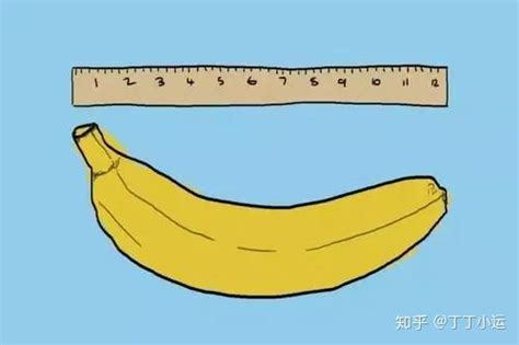 阴茎勃起图图片
