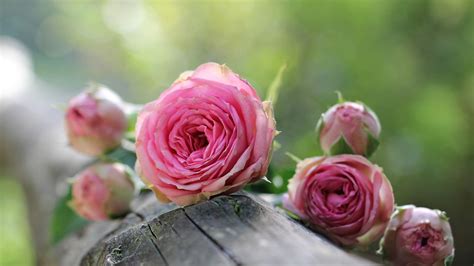 爱情 玫瑰 粉红色的玫瑰 鲜花4K壁纸壁纸(小清新静态壁纸) - 静态壁纸下载 - 元气壁纸