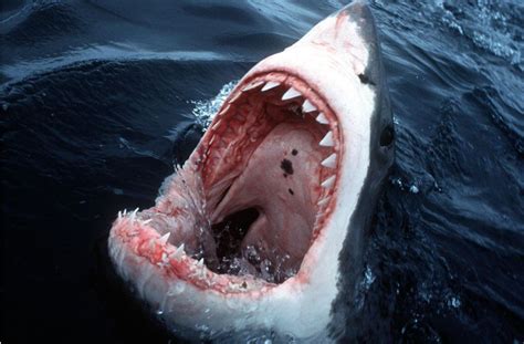 Hai-Alarm auf Mallorca: Kein Grund zur Panik! - travianet