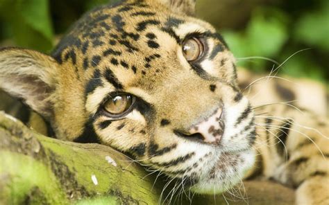 台湾最大野生动物，台湾云豹被证实已灭绝 - 世界之最 - 去看奇闻