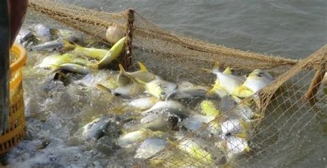 如何提高对虾养殖效益?湖北华沃生态农业有限公司