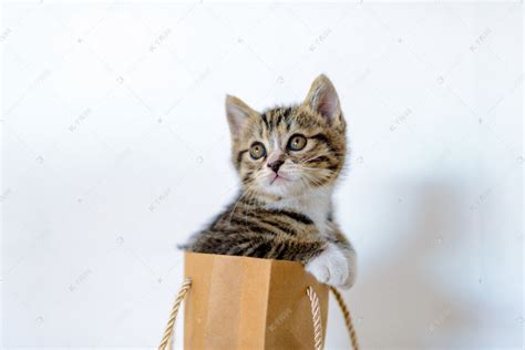 宠物猫白天小猫袋子里凝望摄影图配图高清摄影大图-千库网