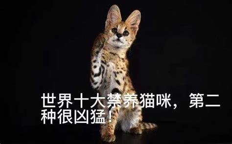 这6种猫咪，在中国早已被禁养，再养就犯法 - 知乎