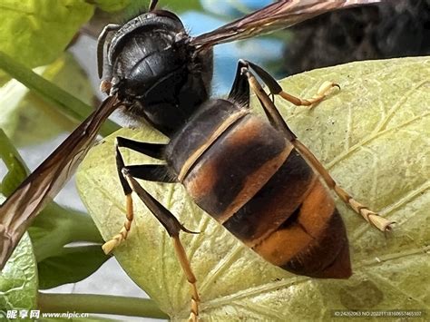马蜂报复的原理及驱赶方法 - 胡蜂 - 酷蜜蜂