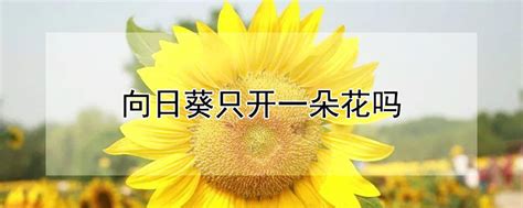 向日葵只开一朵花吗 —【发财农业网】