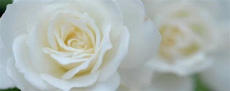 五朵白玫瑰代表什么意思 白玫瑰的花语_知秀网