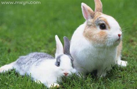梦到兔子是什么意思 梦见兔子代表什么预兆 - 万年历
