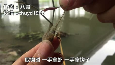钓河虾入门教程（一）_腾讯视频