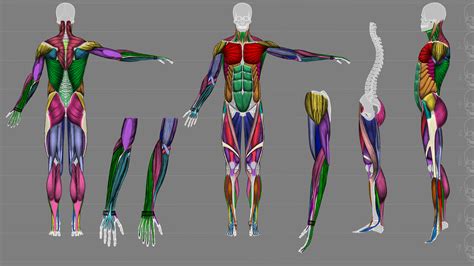人体 肌肉 解剖-cg模型免费下载-CG99