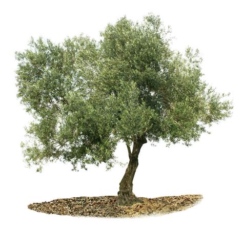 枝繁叶茂的橄榄树图片-白背景中的枝繁叶茂的橄榄树素材-高清图片-摄影照片-寻图免费打包下载