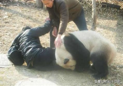 大熊猫咬人吗，是否吃肉，主要吃什么 - 农敢网