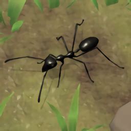 蚂蚁帝国：超巨型切叶蚁，食物争夺战！_腾讯视频