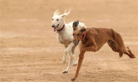 猎犬品种排名 十种最好养的狗狗-七乐剧