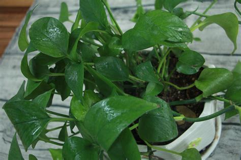史上最简单的绿萝繁殖方法，15天就能长一盆！
