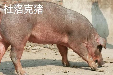 猪品种介绍——民猪_东北