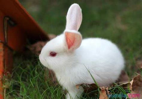 我家的小白兔作文200_我家的小白兔作文 - 随意云