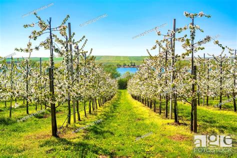 Fruit growing, cherry plantation, flowering cherry trees, Süßer See in ...