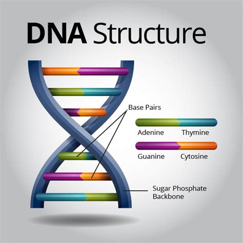 DNA Structure | Visual.ly