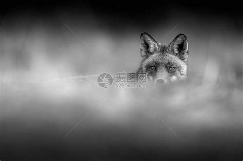 狐狸的眼睛从草地上看黑白高清图片下载-正版图片505921766-摄图网