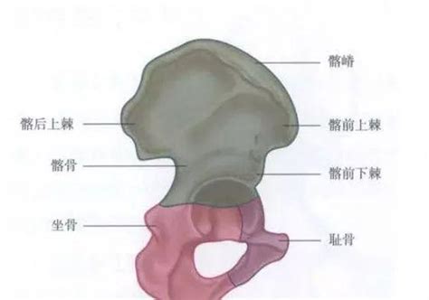 坐骨棘位置示意图图片