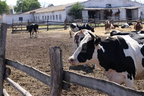 2023年中国奶牛养殖发展现状分析：存栏量提升，大型牧场占据市场主流_乳制品网_乳制品推广平台