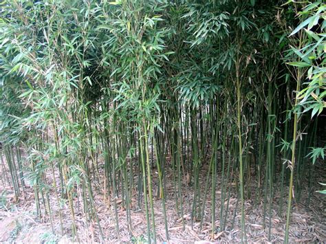 竹，在景观园林中的应用_竹子