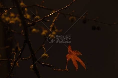 秋天的夜晚公园高清图片下载-正版图片506686721-摄图网