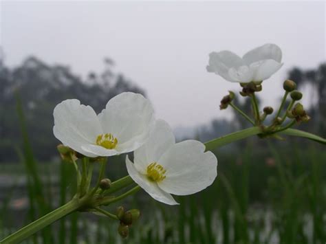 水生花卉——大叶皇冠草----中国科学院