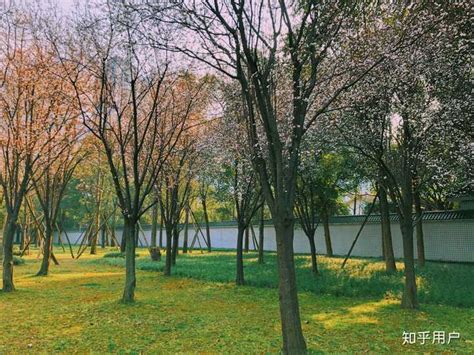 【春天的颜色摄影图片】上海顾村公园生态摄影_太平洋电脑网摄影部落