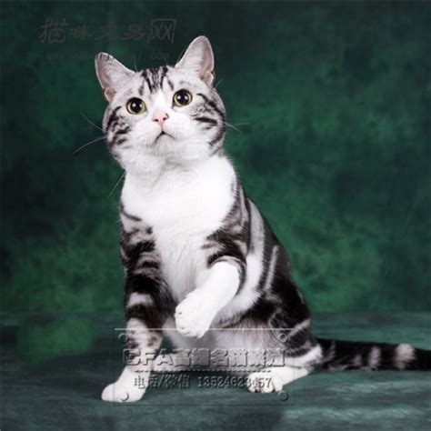 银虎斑猫图片