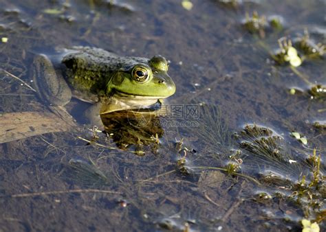 青蛙爬行动物森林野生动物生活热带沼泽两栖动物雨林荒野高清图片下载-正版图片320480724-摄图网