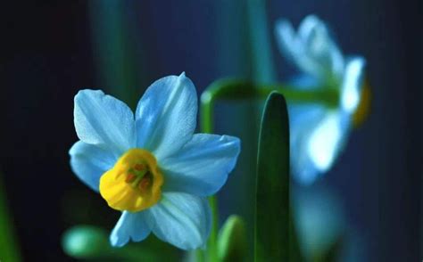 水仙花花语是什么意思 水仙花的象征和寓意是什么_万年历