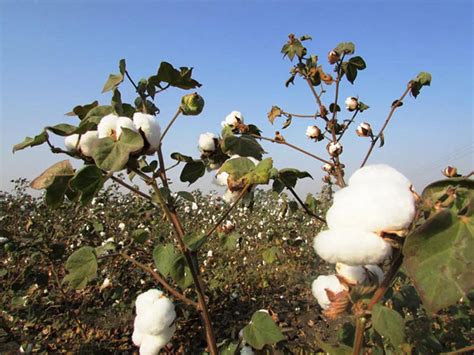 新疆棉花为什么好？气象专家详解三大优势条件-资讯