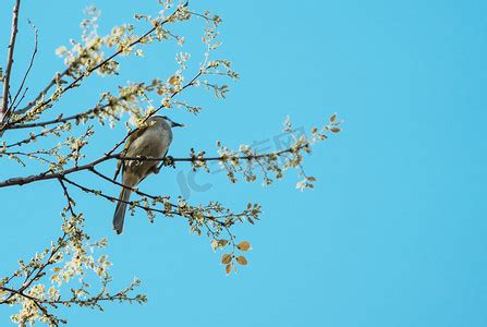 春听鸟声摄影图片-春听鸟声摄影作品-千库网