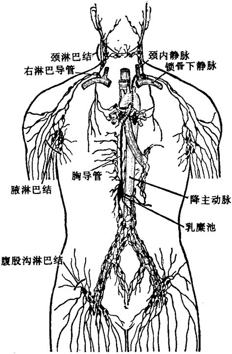 人体淋巴结分布图图片 人体淋巴结分布图图片