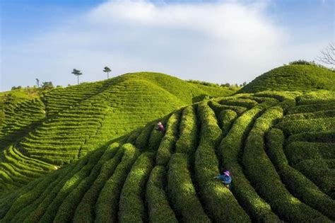 高山茶园摄影图__田园风光_自然景观_摄影图库_昵图网nipic.com