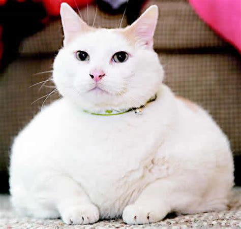 美国44磅超级大肥猫寻找主人(图)_新闻中心_新浪网