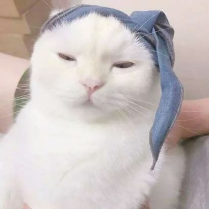 搞笑宠物头像非主流女生
