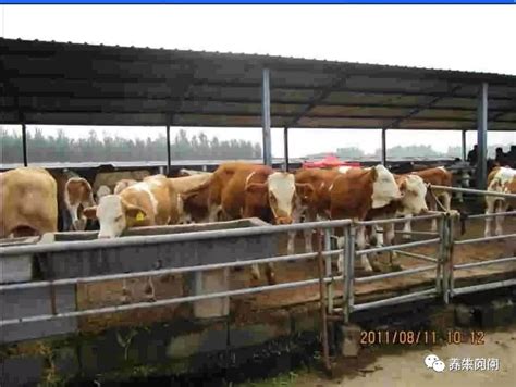 云南省正规的养牛场出售怀胎大母牛_吉林省__牛-食品商务网