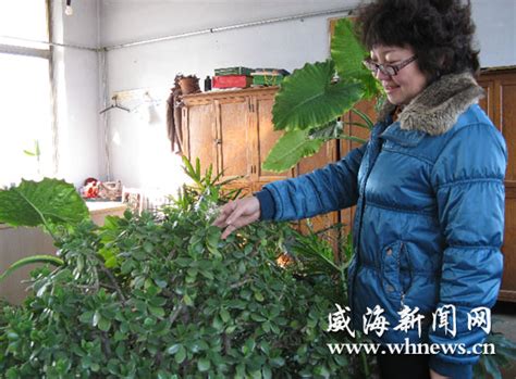 文登：20年玉树罕见开花 花期可持续三四个月-中国园林网