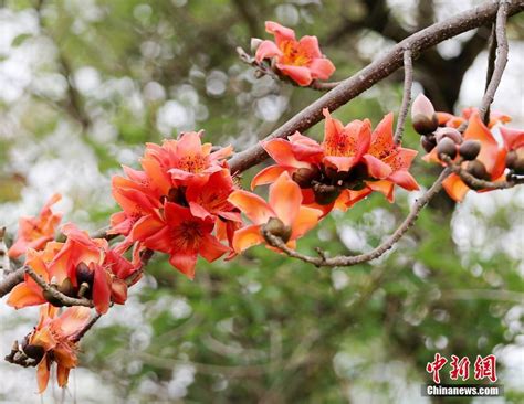 广西钦州春暖花开香满城