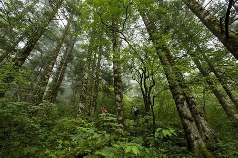 神农架林区：科学保护 赋能生态--湖北文明网
